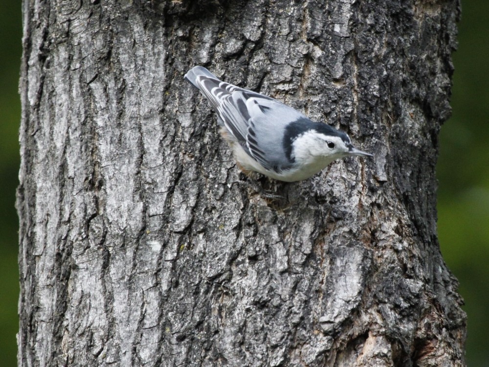 White-breasted Nuthatch (Eastern) - ML205195501