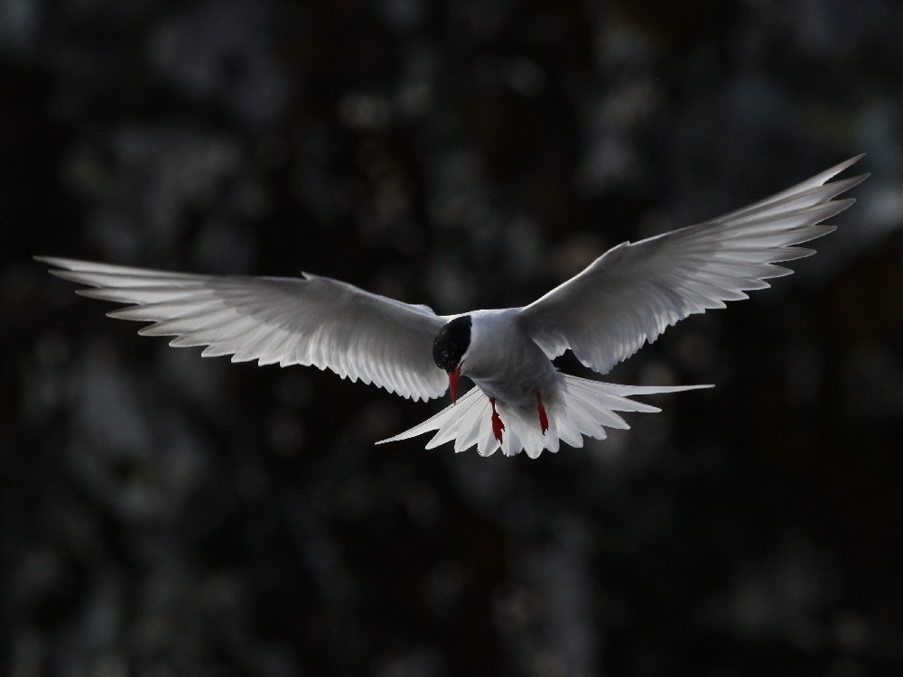 Antarctic Tern (South Georgia) - Christophe Gouraud