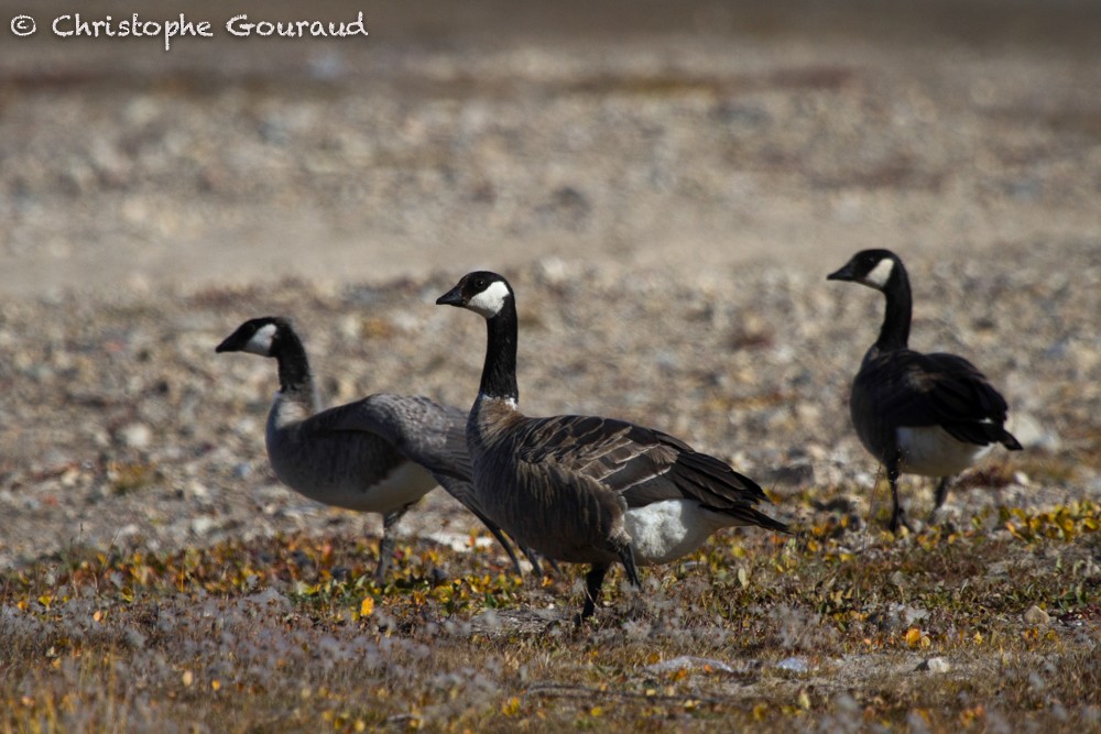 Cackling Goose (Richardson's) - Christophe Gouraud