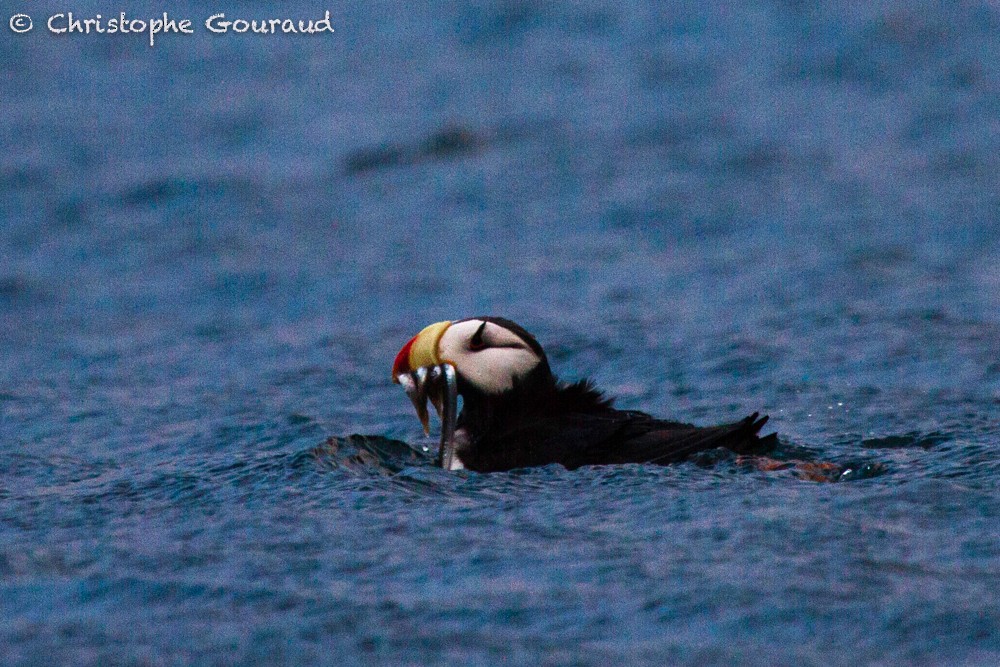 Horned Puffin - Christophe Gouraud