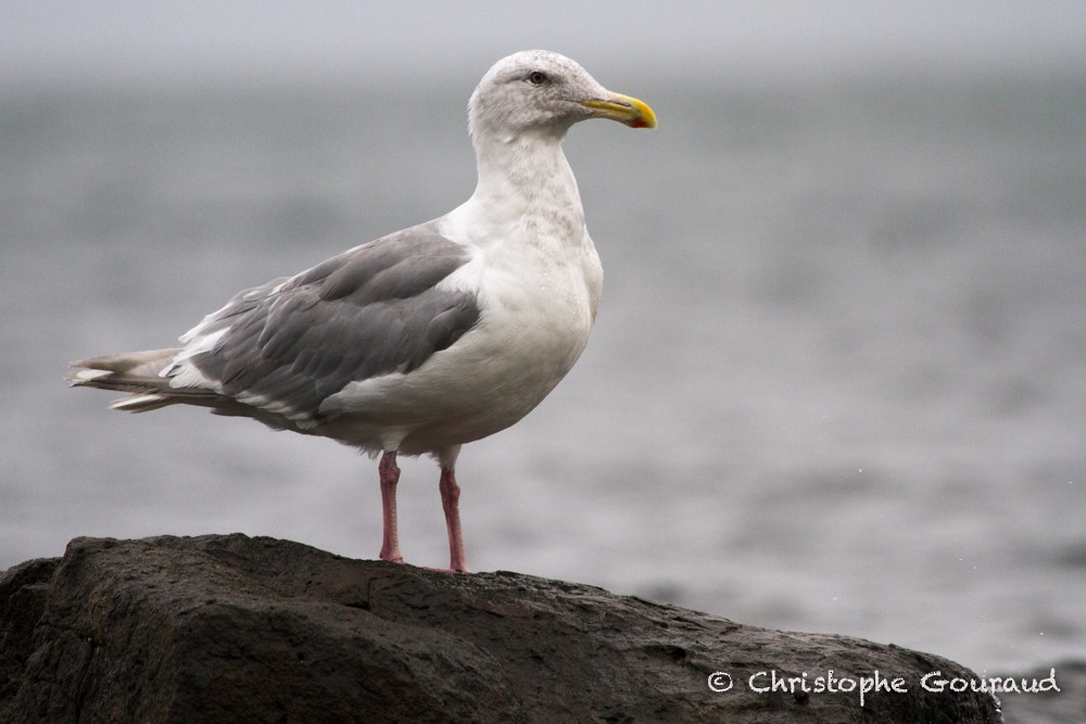 Glaucous-winged Gull - Christophe Gouraud