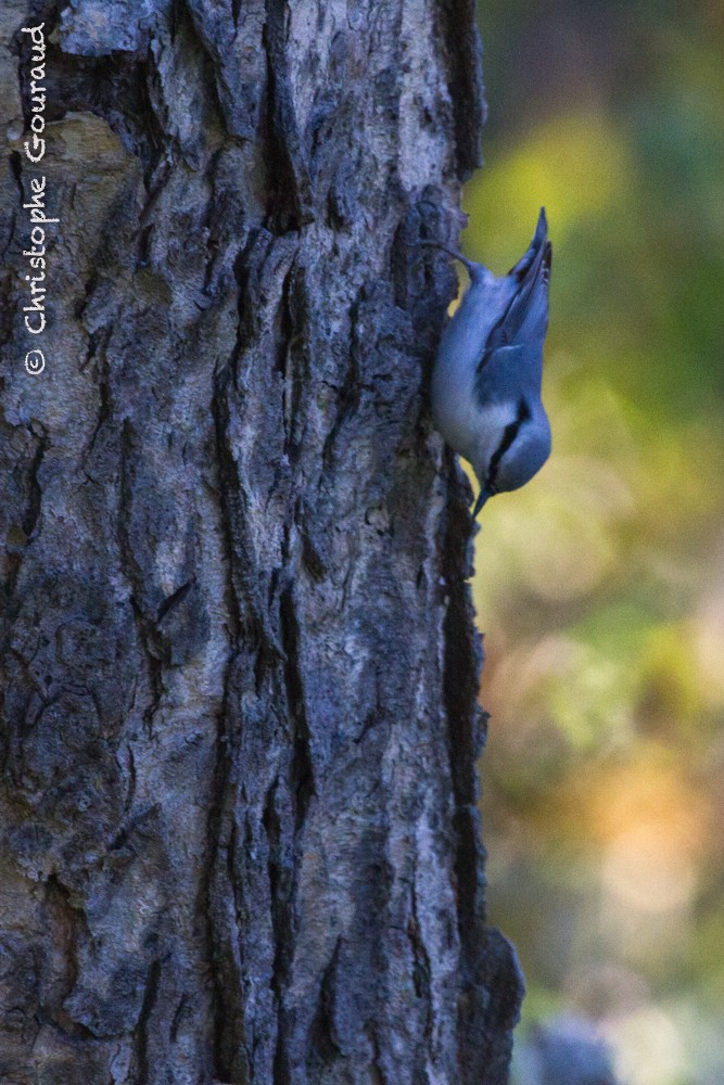 Eurasian Nuthatch (White-bellied) - Christophe Gouraud