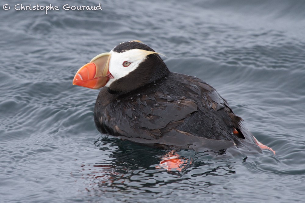 Tufted Puffin - Christophe Gouraud