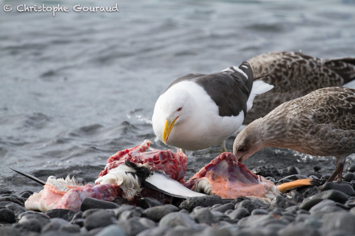 Kelp Gull (austrinus) - Christophe Gouraud