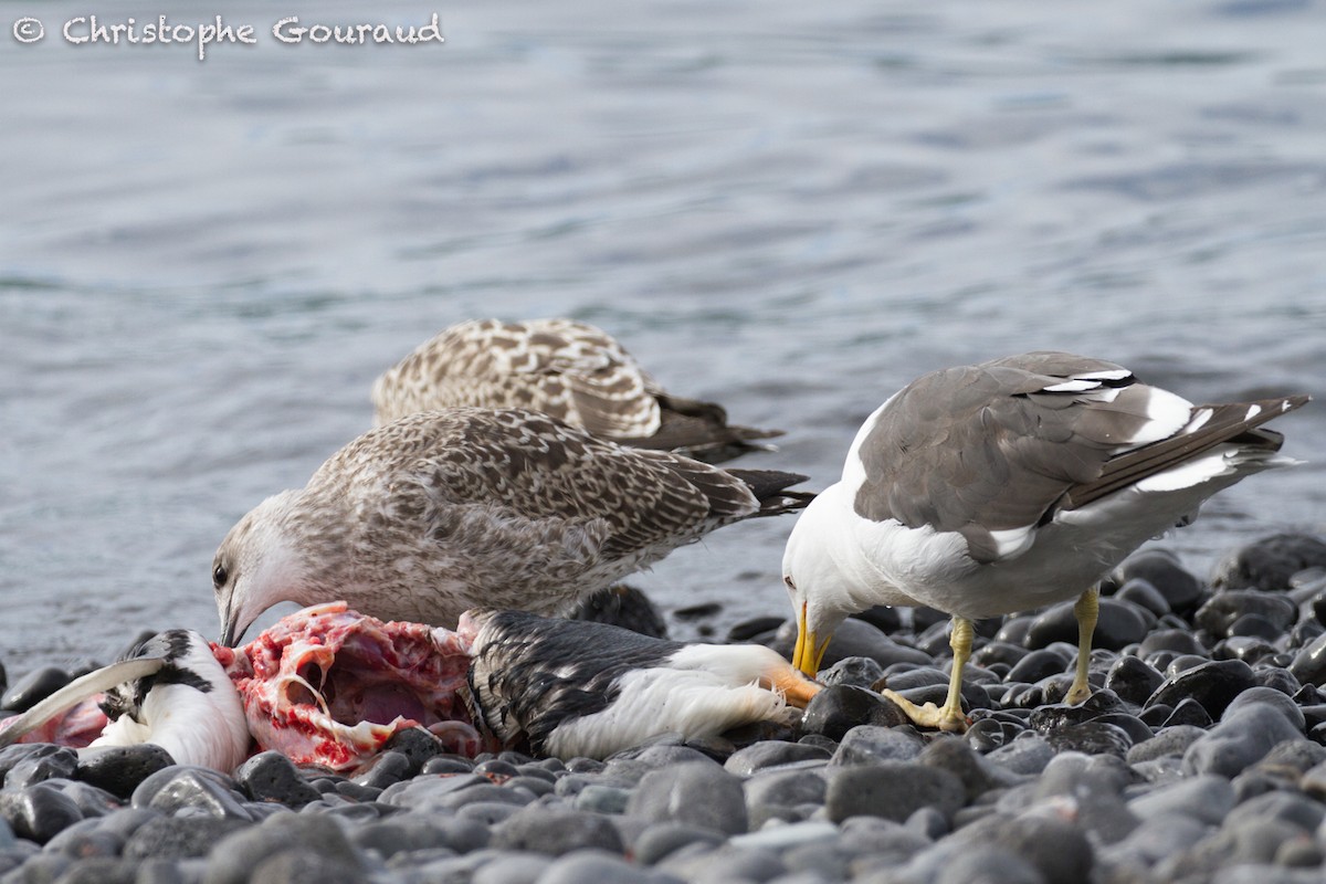 Kelp Gull (austrinus) - Christophe Gouraud