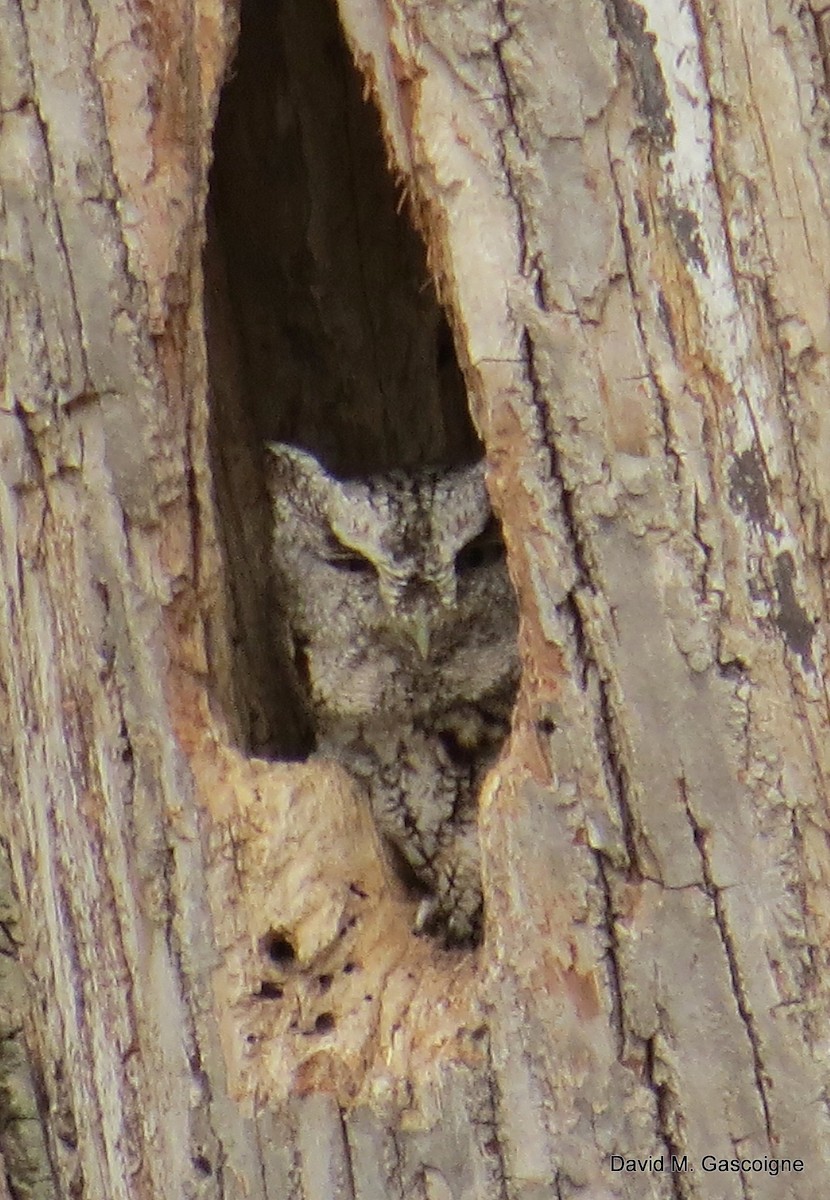 Eastern Screech-Owl (Northern) - ML205196901