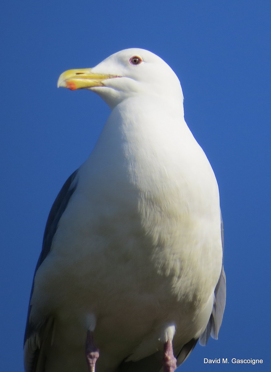Glaucous-winged Gull - David Gascoigne