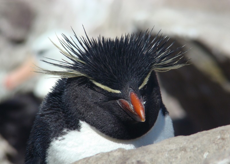 Southern Rockhopper Penguin (Western) - Christophe Gouraud