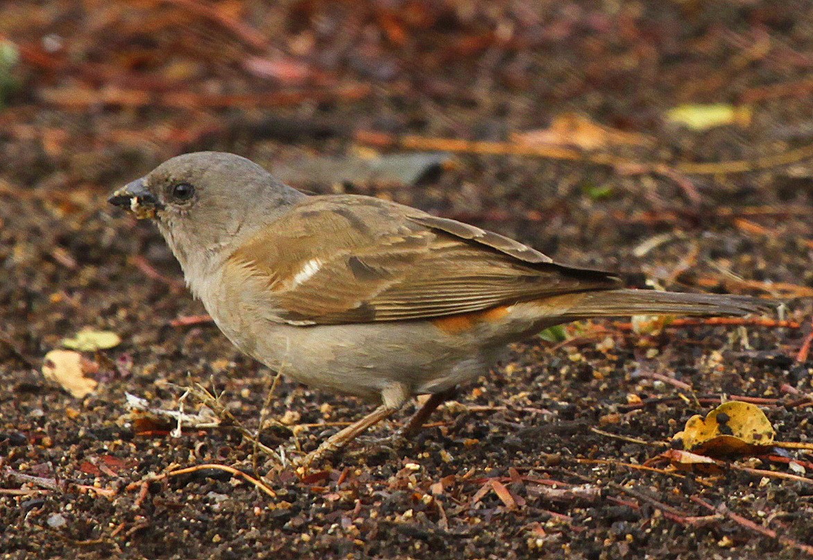 Southern Gray-headed Sparrow - ML205197821