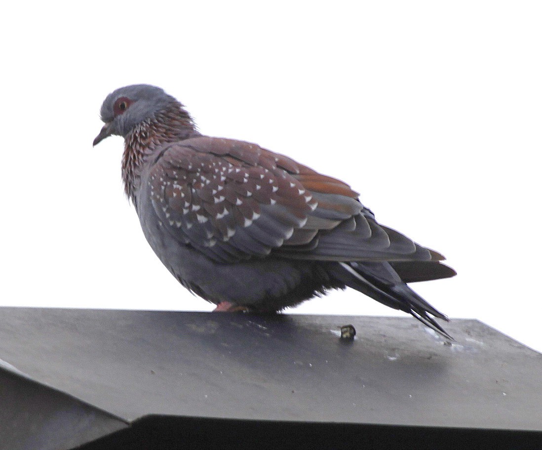 Speckled Pigeon - Carmelo López Abad