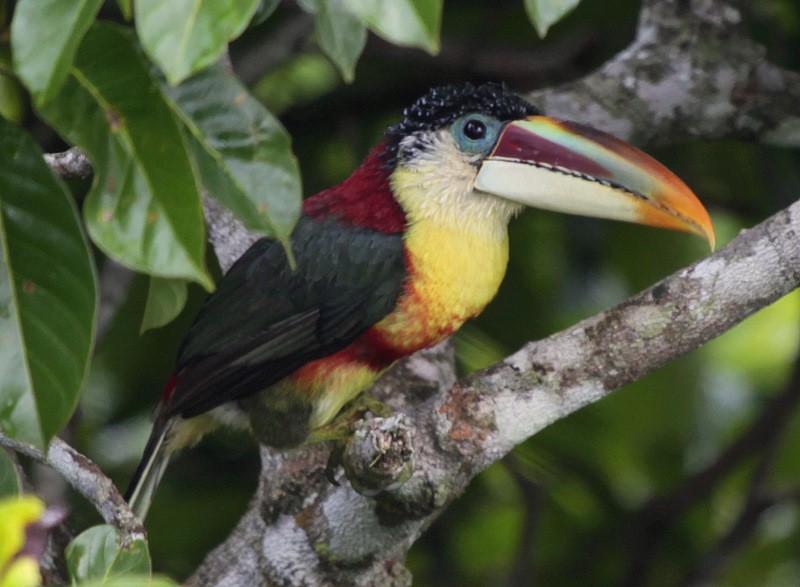 Curl-crested Aracari - Carmelo López Abad