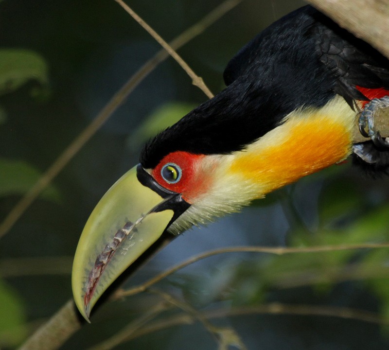 Red-breasted Toucan - ML205198041