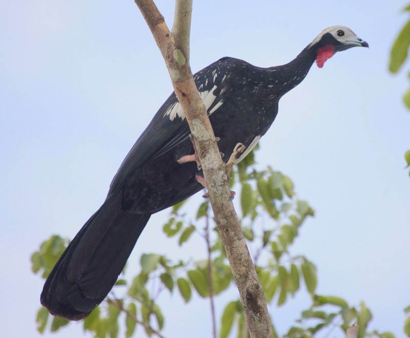 Red-throated Piping-Guan (White-crested) - Carmelo López Abad