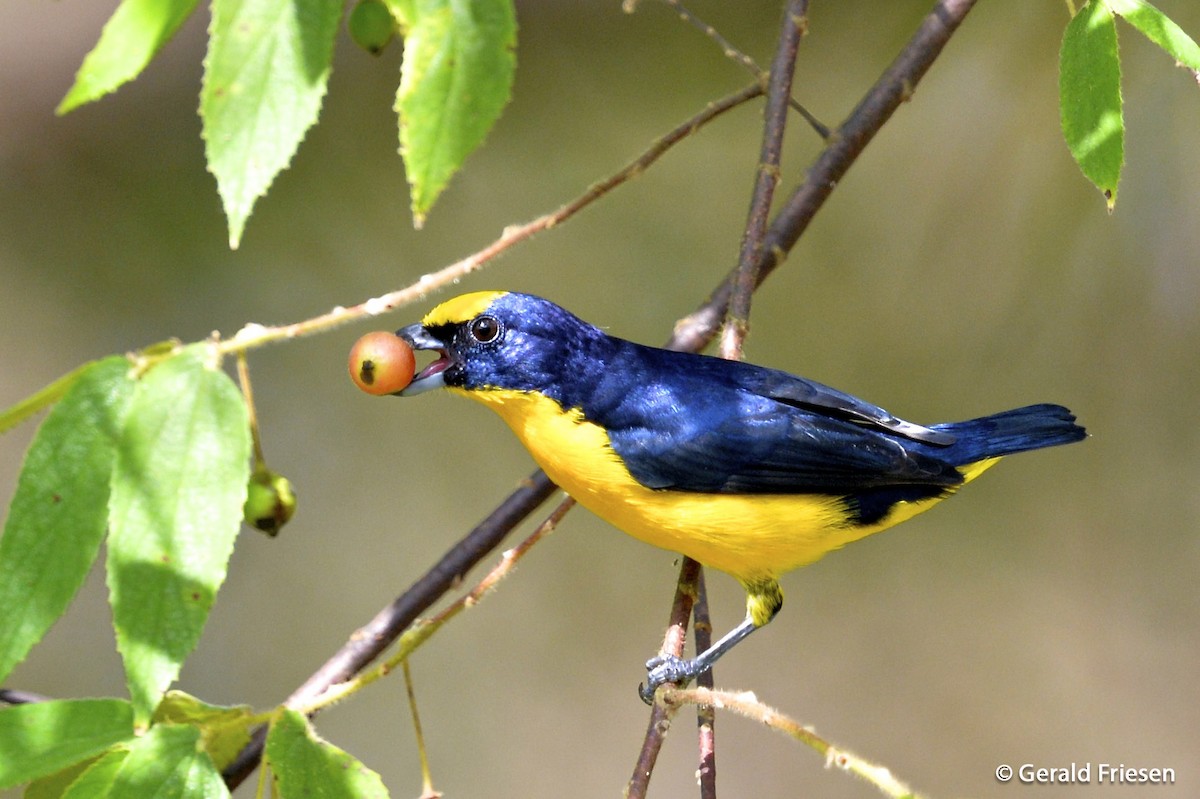 Thick-billed Euphonia (Black-tailed) - Gerald Friesen