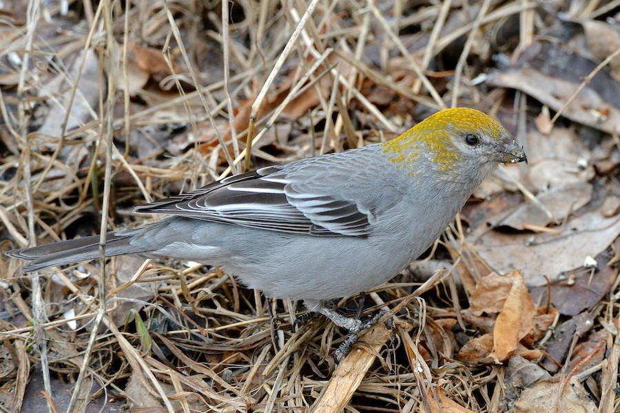 Pine Grosbeak (Rocky Mts.) - eBird