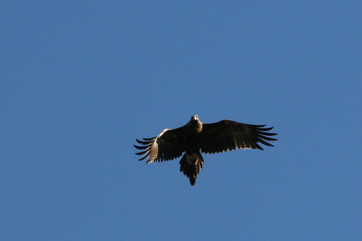 Wedge-tailed Eagle - ML205198521