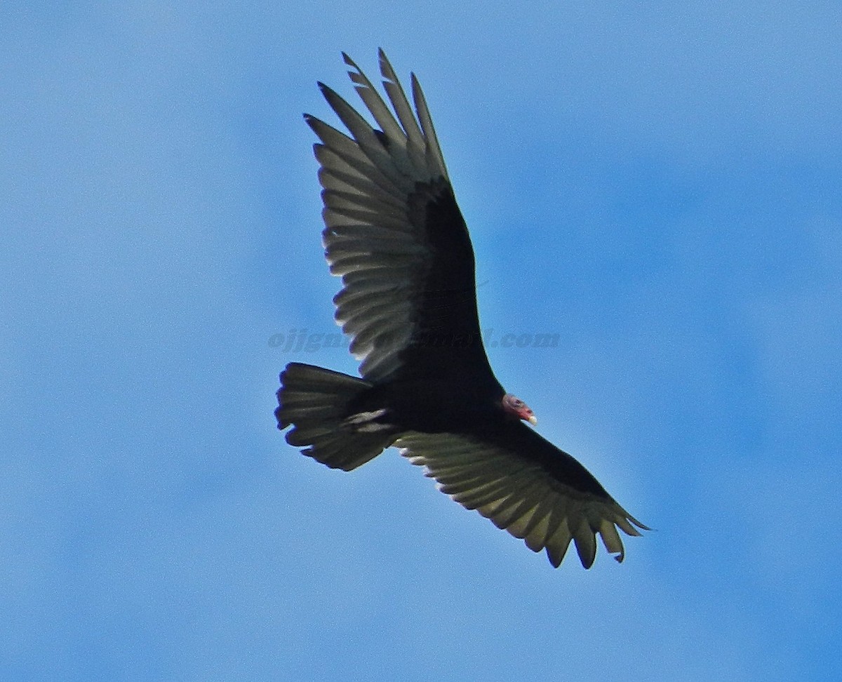 Turkey Vulture - Orlando Jarquín