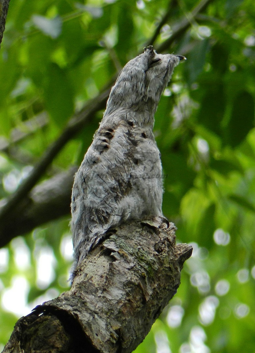 Northern Potoo (Middle American) - ML205199231