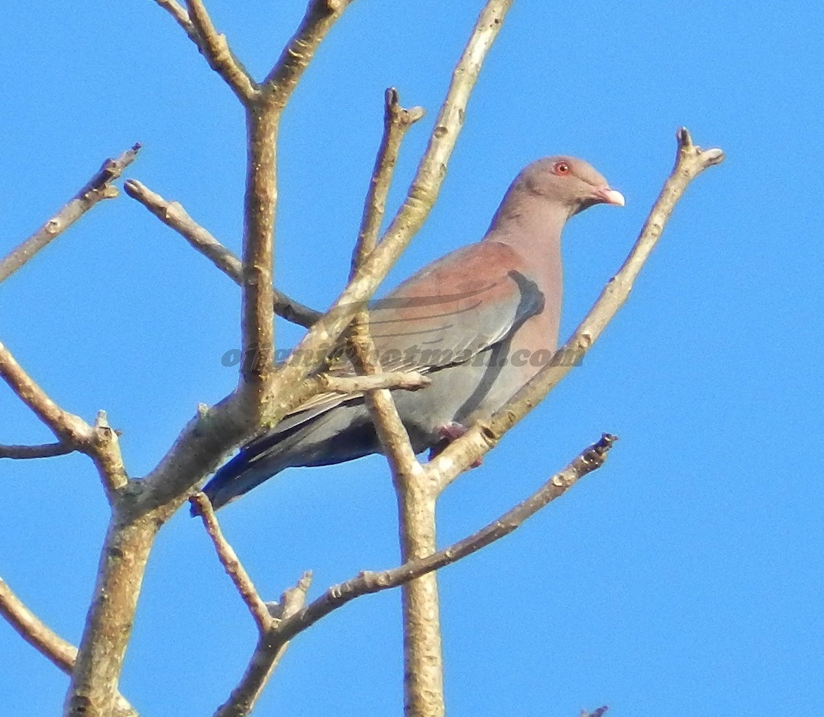 Red-billed Pigeon - Orlando Jarquín