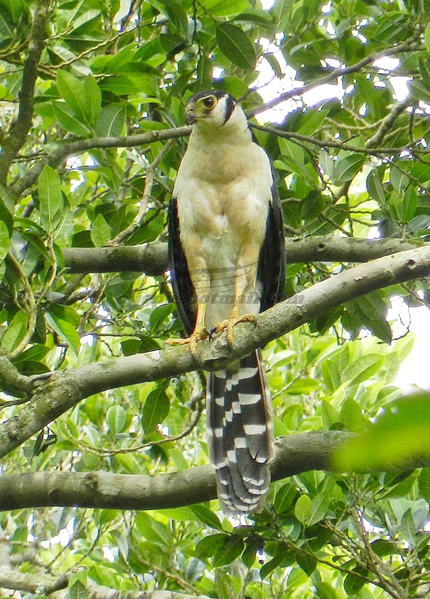 Collared Forest-Falcon - Orlando Jarquín