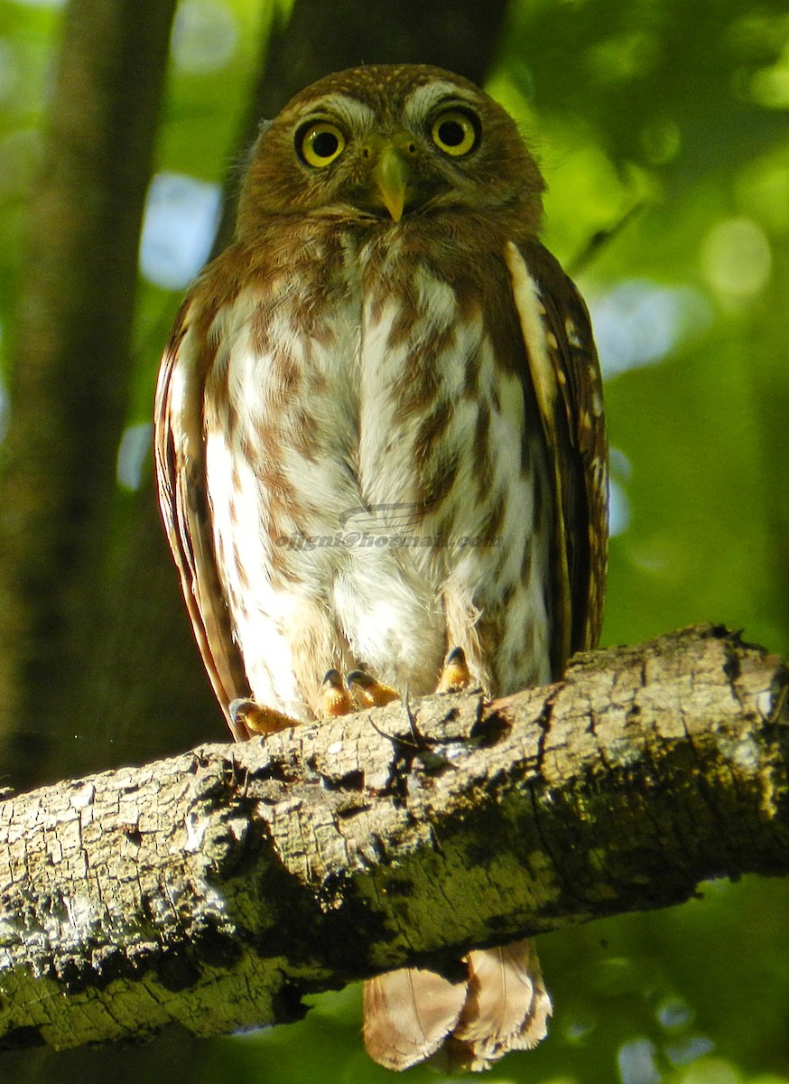 Ferruginous Pygmy-Owl (Ferruginous) - ML205199291