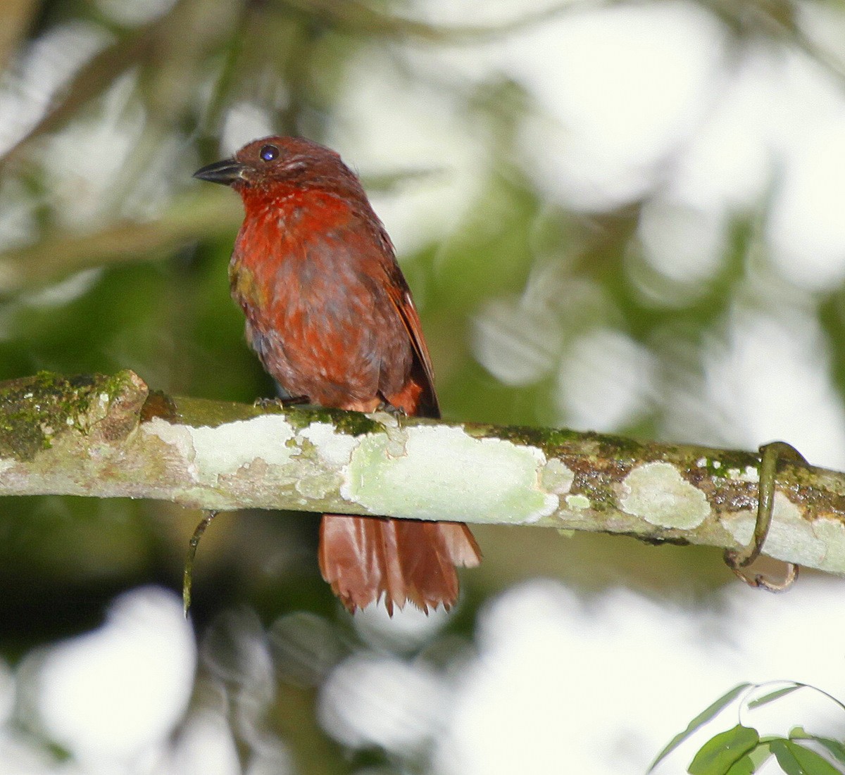 Red-crowned Ant-Tanager (Red) - Carmelo López Abad