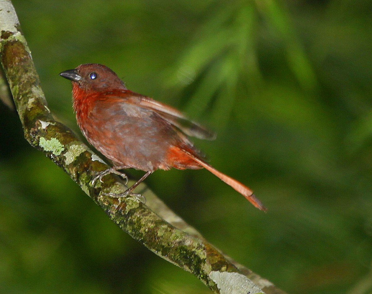 Red-crowned Ant-Tanager (Red) - Carmelo López Abad