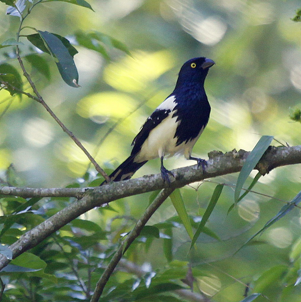 Magpie Tanager - Carmelo López Abad