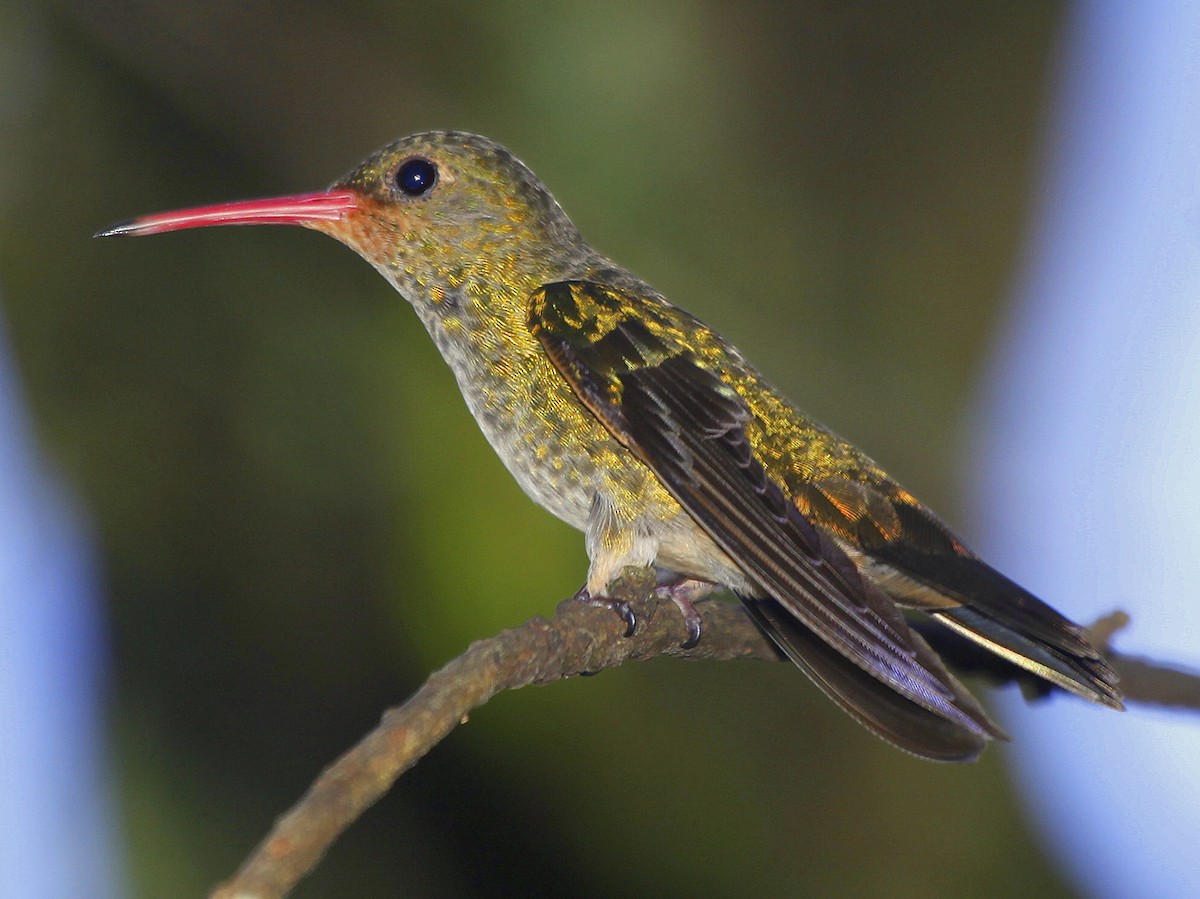 Gilded Hummingbird - Carmelo López Abad