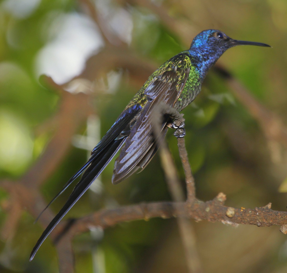 Swallow-tailed Hummingbird - ML205199741