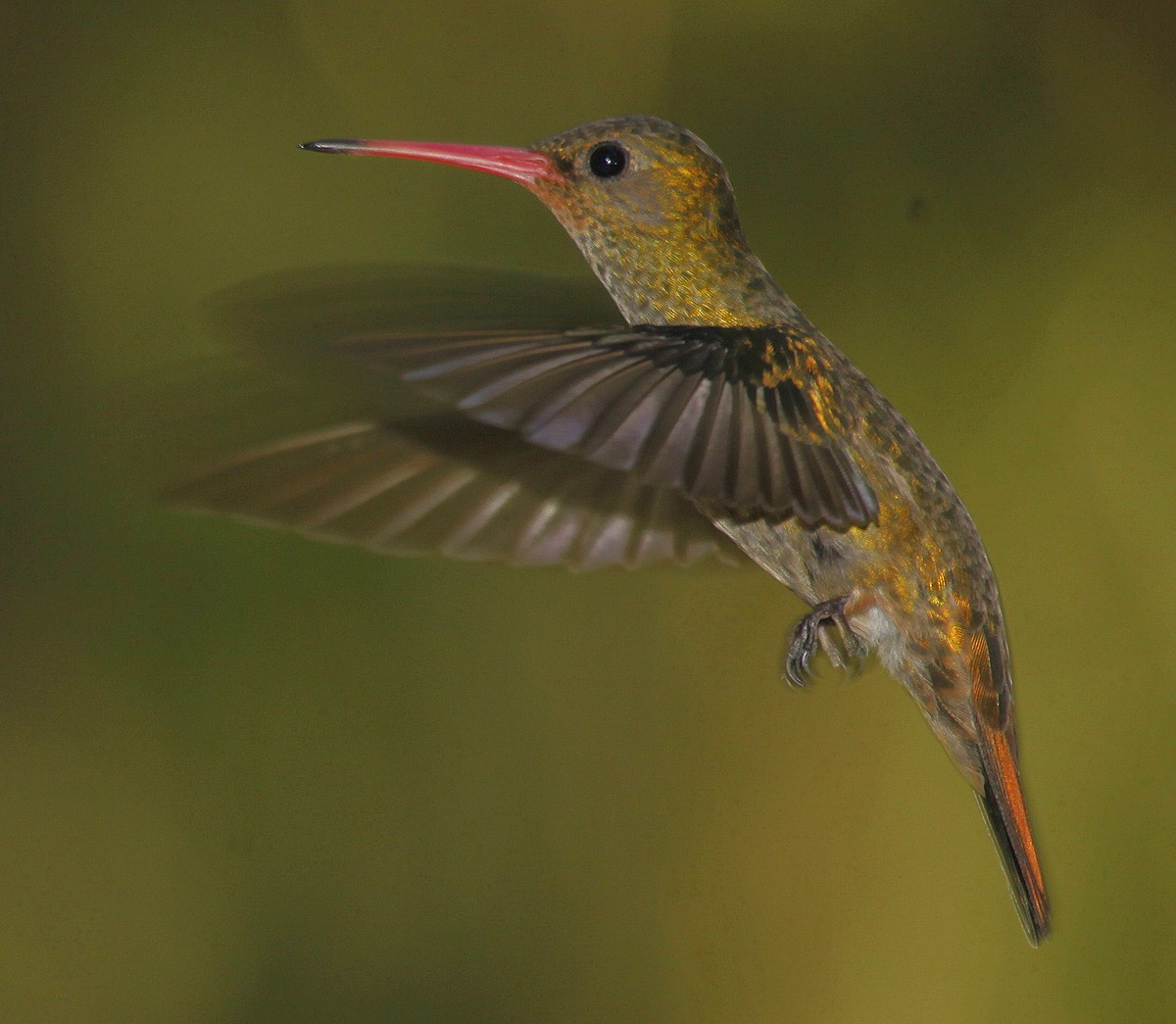 Gilded Hummingbird - Carmelo López Abad
