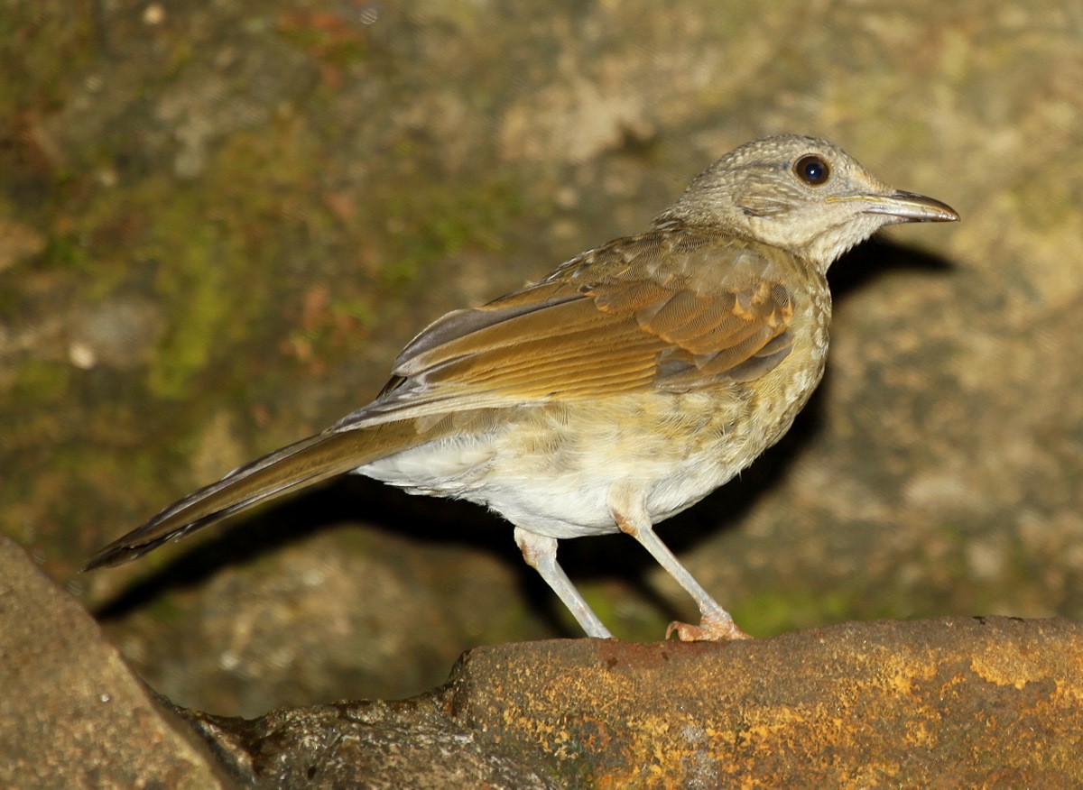 Pale-breasted Thrush - ML205199901