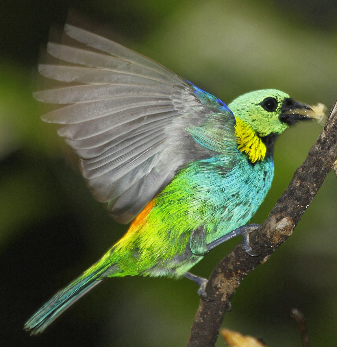 Green-headed Tanager - ML205199911