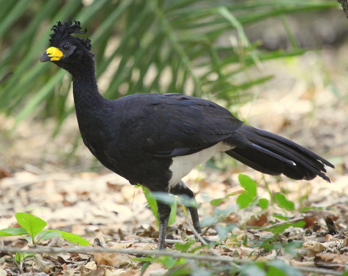 Bare-faced Curassow (Bare-faced) - ML205199941