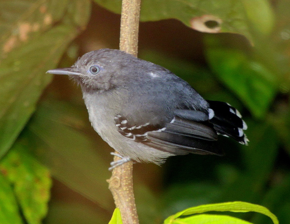 Band-tailed Antbird - Carmelo López Abad