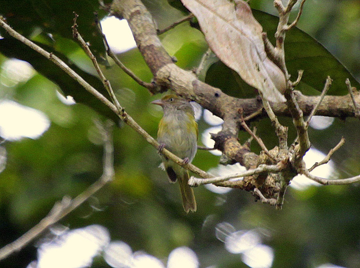 Gray-chested Greenlet - Carmelo López Abad