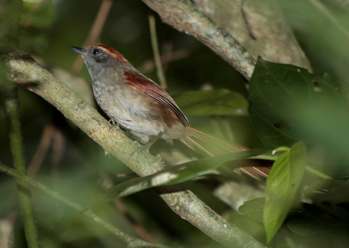 Rufous-capped Spinetail - Carmelo López Abad