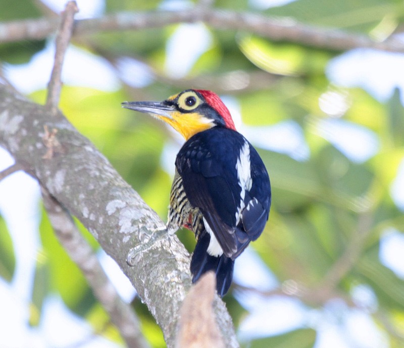 Yellow-fronted Woodpecker - Carmelo López Abad
