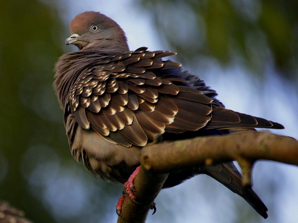 Spot-winged Pigeon (maculosa) - Carmelo López Abad