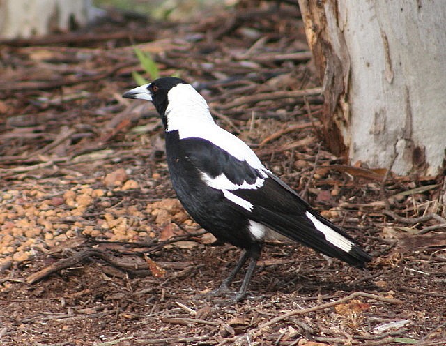 Australian Magpie (Western) - Clive Nealon