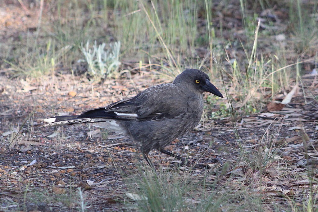 Gray Currawong (Gray) - Clive Nealon