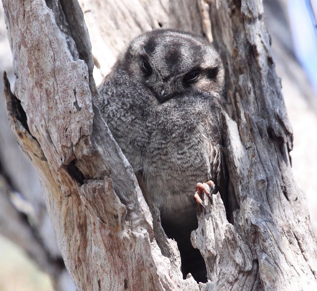 Australian Owlet-nightjar - ML205200871