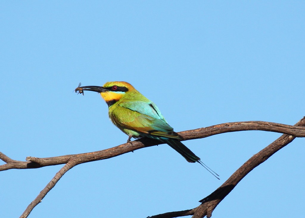 Rainbow Bee-eater - Clive Nealon