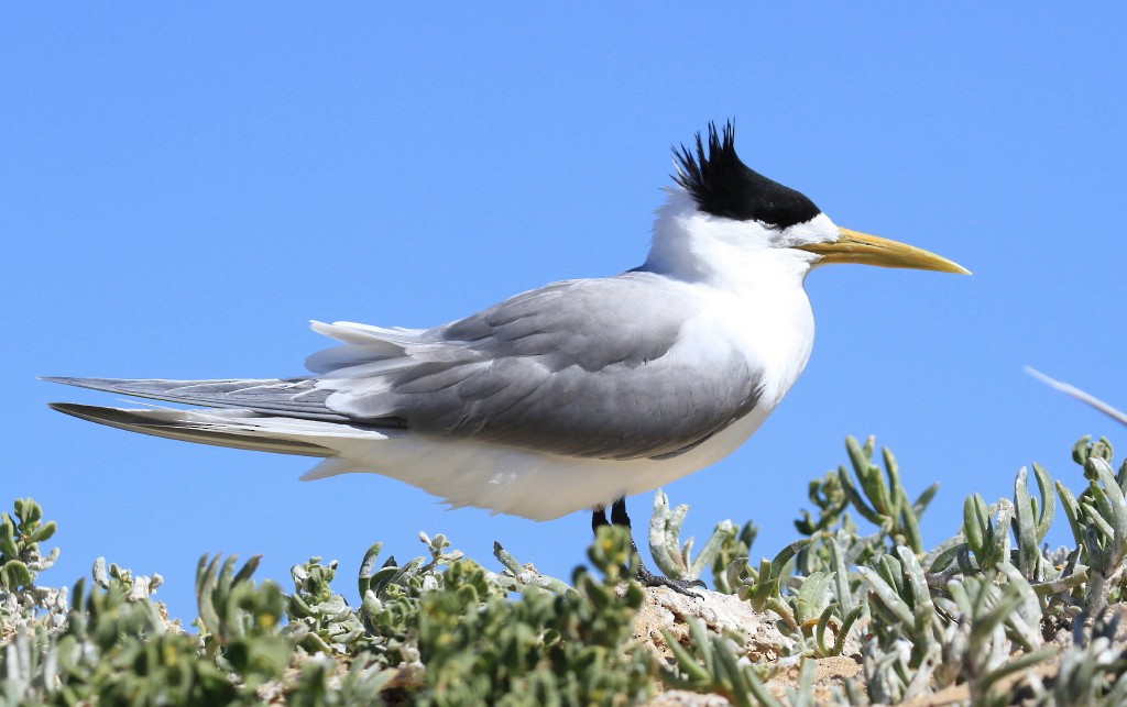 Great Crested Tern - Clive Nealon