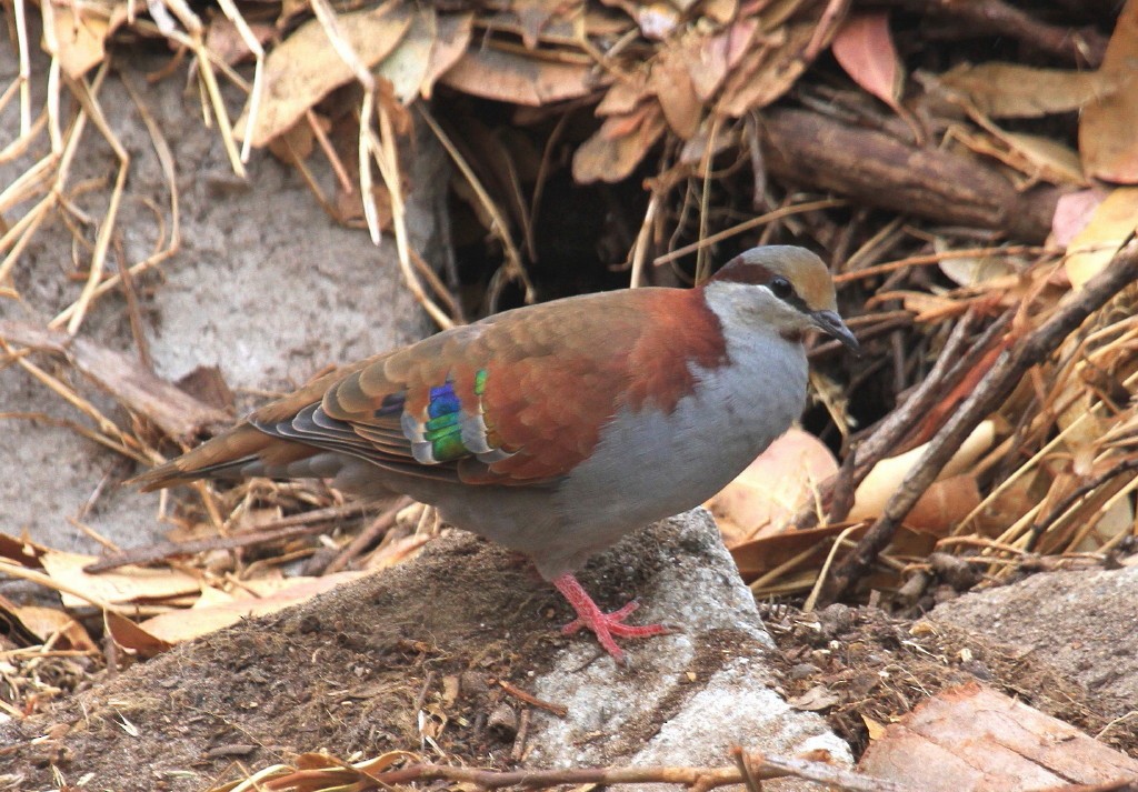 Brush Bronzewing - Clive Nealon