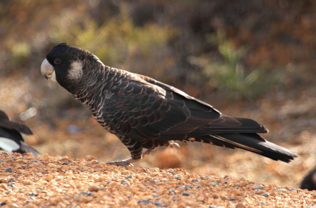 Carnaby's Black-Cockatoo - Clive Nealon