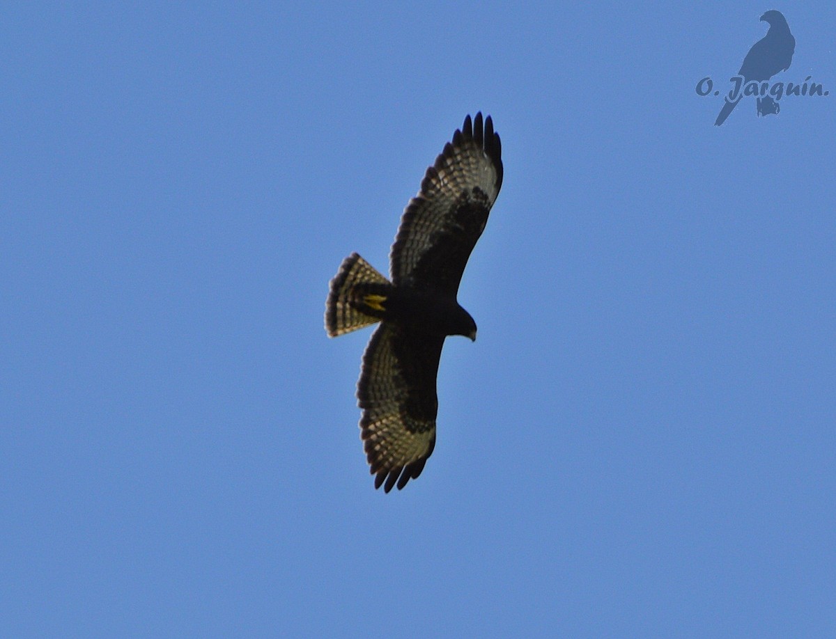 Short-tailed Hawk - Orlando Jarquín