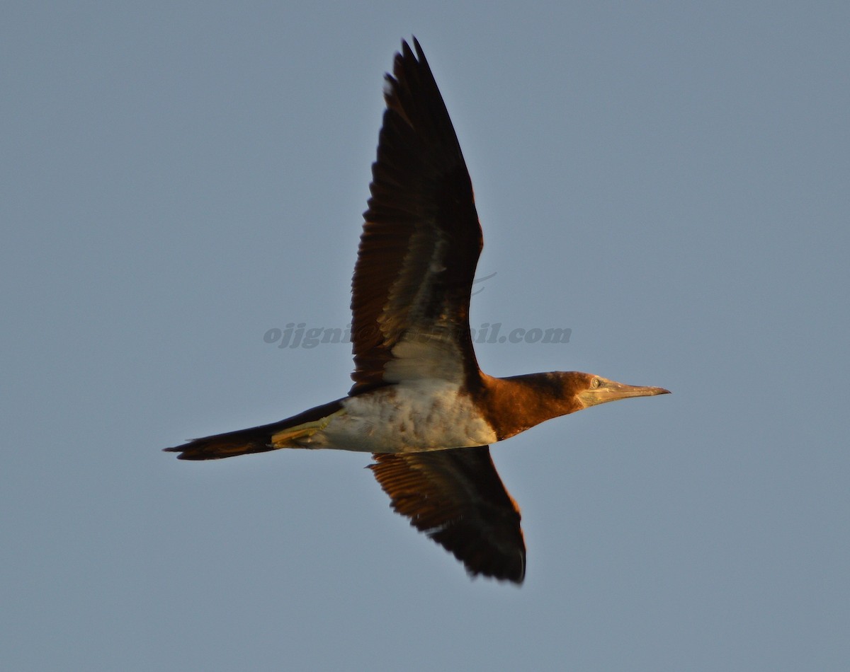 Brown Booby - ML205201661