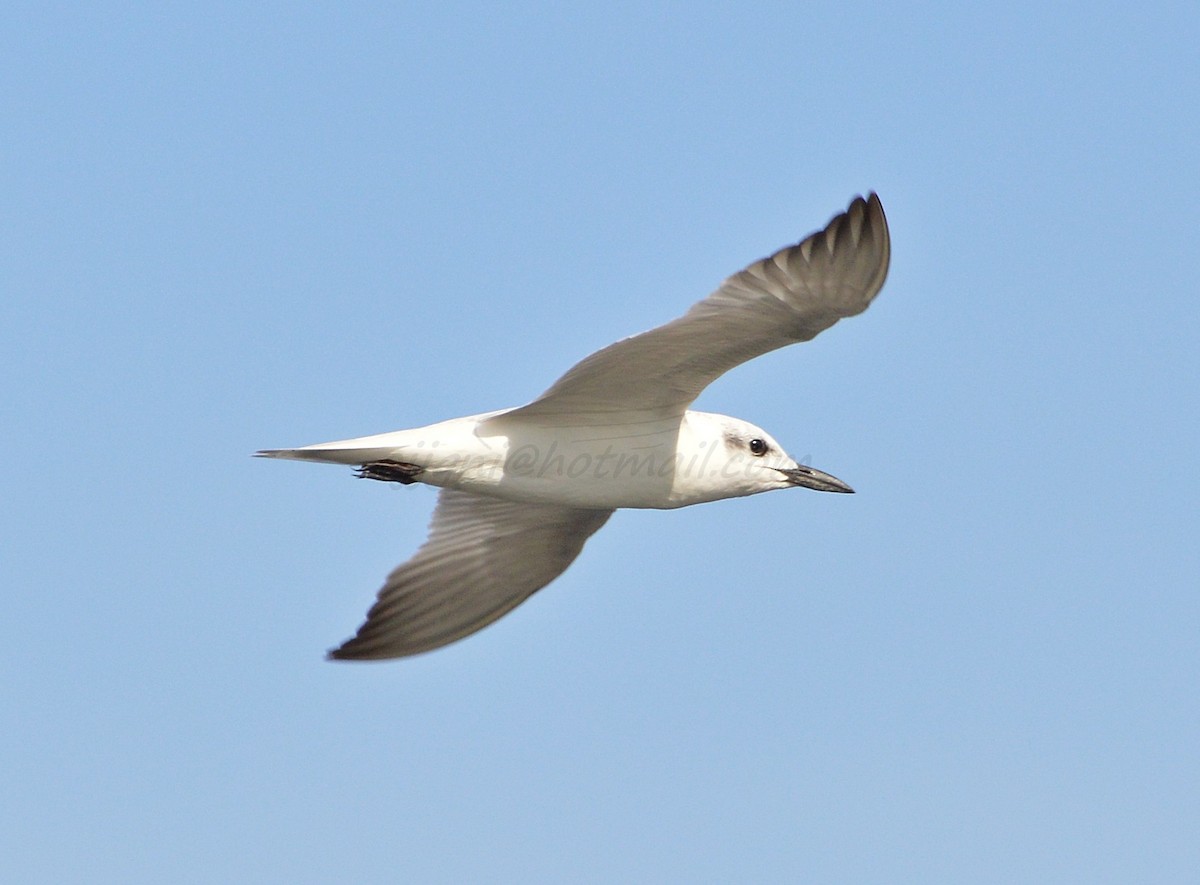 Gull-billed Tern - ML205201871