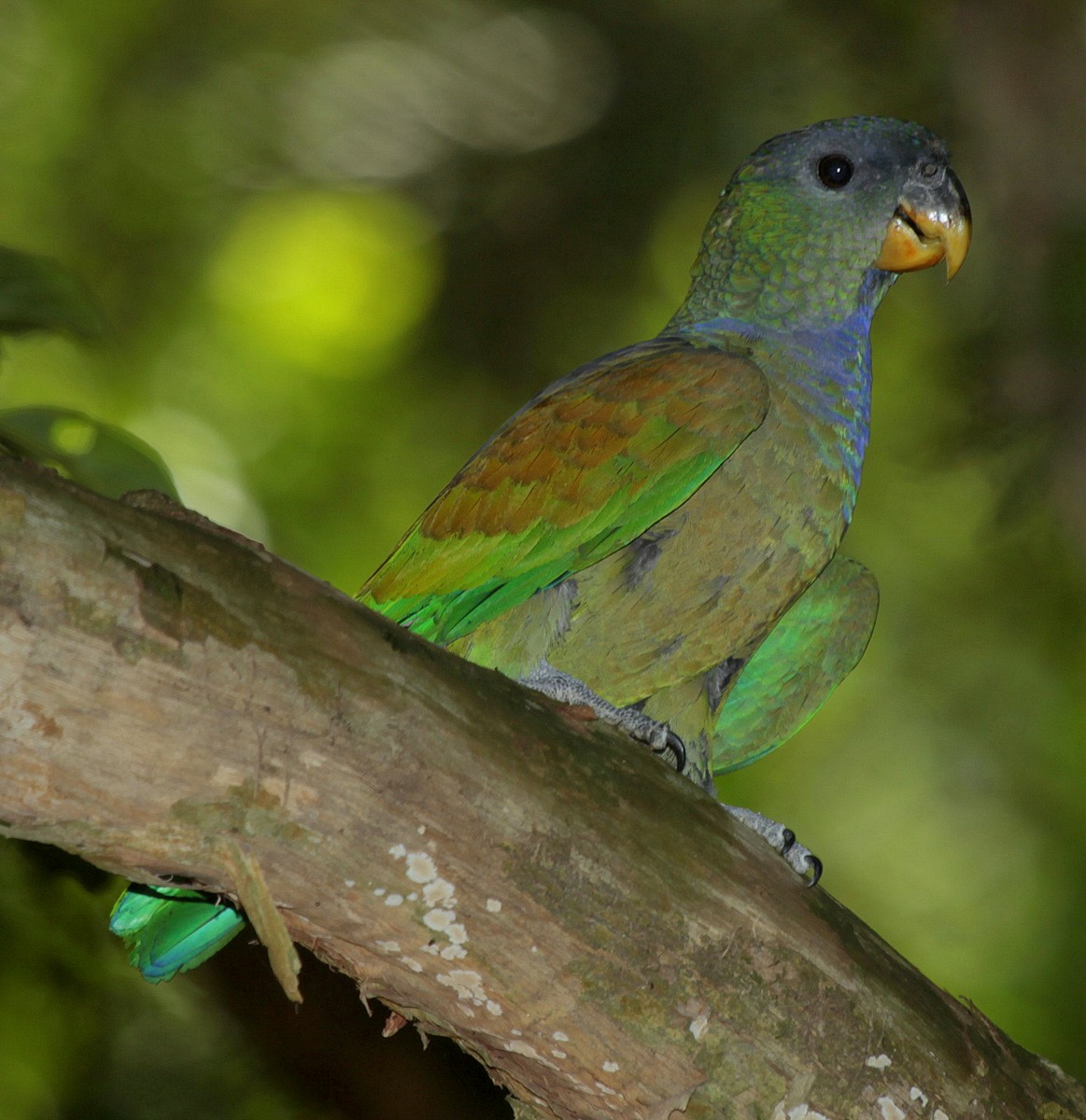 Scaly-headed Parrot - ML205202001